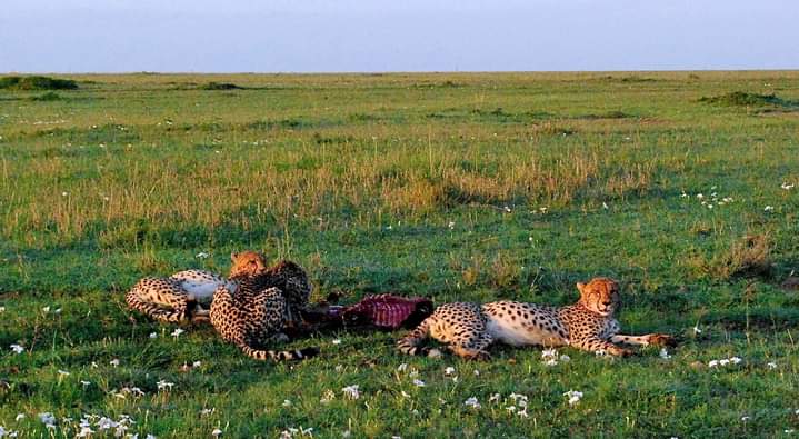 Amboseli e Tsavo Est