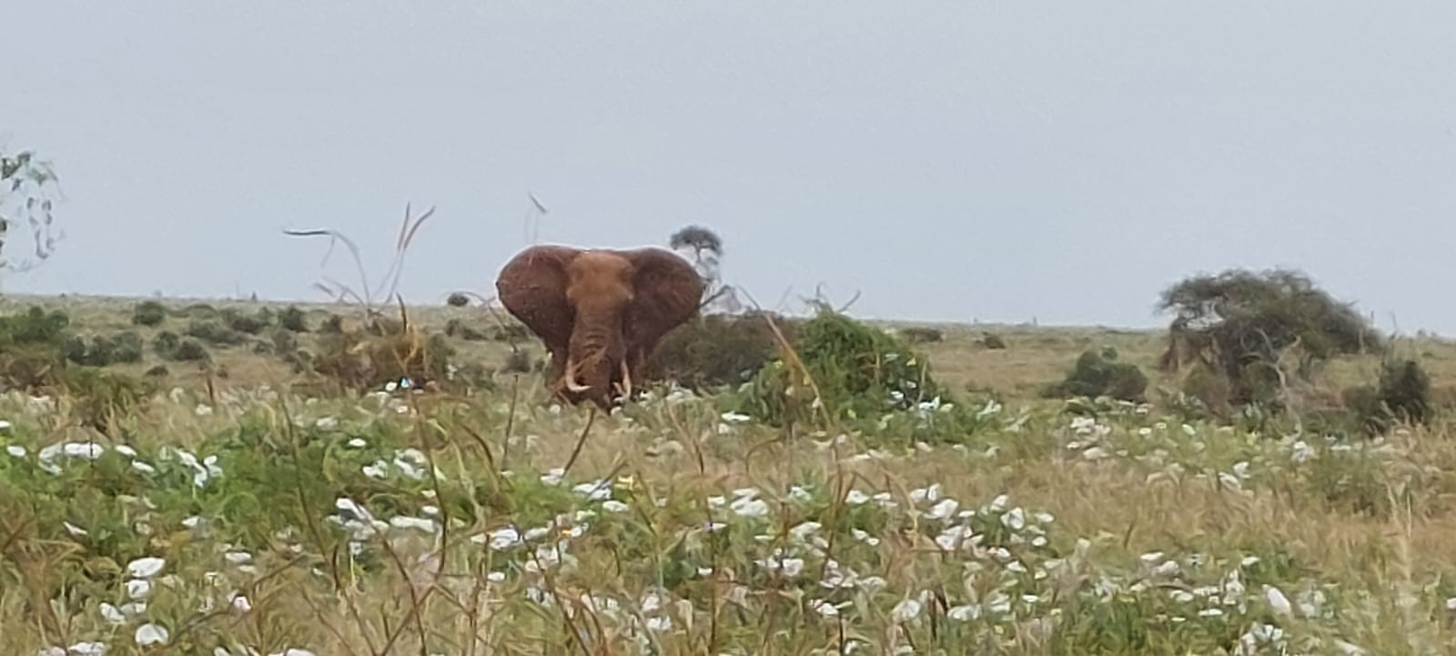 Tsavo Ovest, Amboseli e Tsavo Est